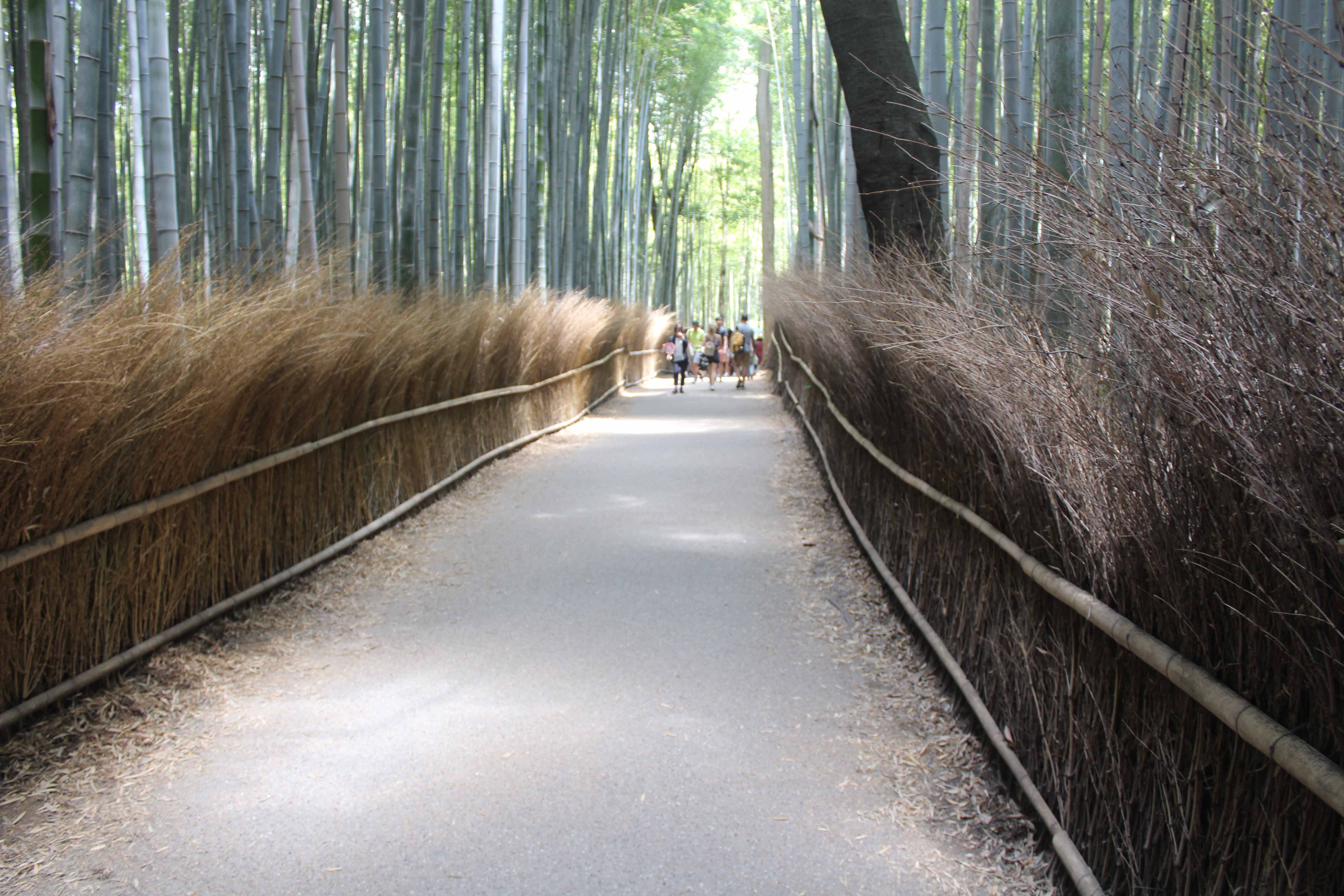 Bambu Ormanları